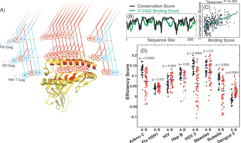 FIG. 1. Computing allele efﬁciency scores. (A) A representative illustration of an MHC molecule (yellow) binding to a segment of the HIV-1Gag protein, showing comparisons with the phylogenetically related simian immunodeﬁciency virus (SIV) Gag and feline immunodeﬁciency virus