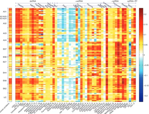 FIG. 5. Heat map distribution of allele efﬁciencies for human viruses and human proteins (xof efﬁciency scores computed for each of the 95 HLA alleles studied for 52 human viruses and a set of human proteins