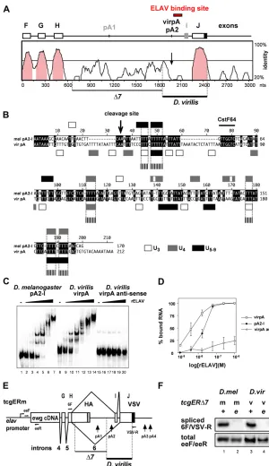 Figure 2 The ELAV-binding site inpart in thedependent regulation (D. virilisalignment according to mapped features in the3Us), shaded (four Us), or solid (and aligned poly(U) motifs between the two species longerthan three nucleotides are indicated at the 