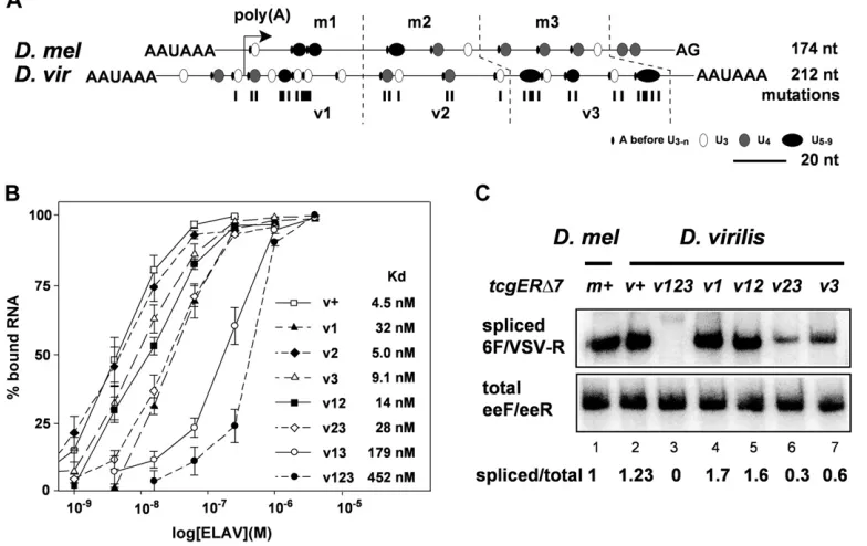 Figure 3 Requirement of multi-range (1, 3.9, 15.6, and 62.5 nM and 0.25, 1, and 4larval brains using primers 6F and VSV-R (cycle 26) compared to total expression levels of tcgERacrylamide gels