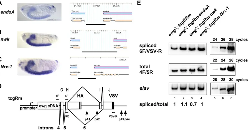 Figure 4 ELAV-dependent regulation oftransgenes infor the control (lanes 5a bold line at the bottom of the genomic organization