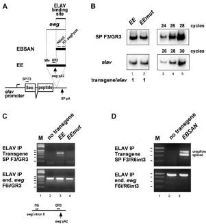 Figure 5 ELAV binds in neurons to the minimal ELAV-labeled forward primers fromdependent ewg pA2 processing site