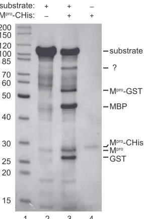 FIG. 2. proteolytic processing of the MBP-pp1a-3424-CHis. Processing products were separated through SDS-PAGE andstained with Coomassie brilliant blue R-250