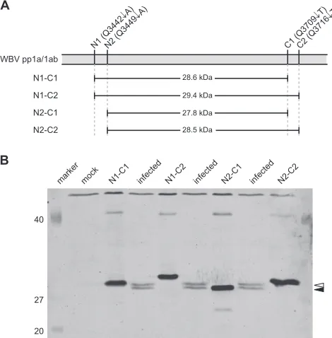 FIG. 3. Western blot analysis of Mpro forms expressed in WBV-infected cells. (A) Schematic representation of the four putative forms