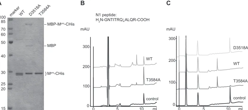 FIG. 5. Puriﬁcation and proteolytic activities of Mproan SDS–15% polyacrylamide gel and stained with Coomassie brilliant blue R-250
