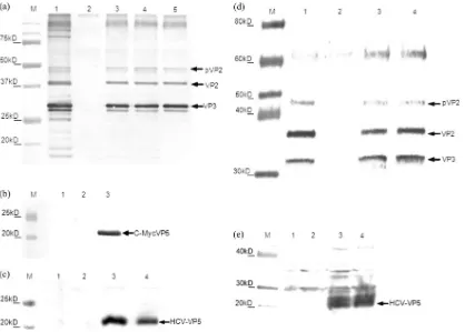 FIG. 4. Replication kinetics of the recovered viruses. Monolayersof Vero cells were infected with the indicated viruses at an MOI of 1.0