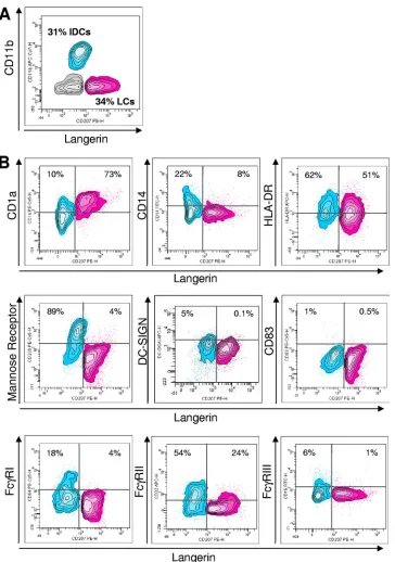 FIG. 1. Phenotypes of Langerhans cells (LCs; pink) and interstitial dendritic cells (IDCs; blue) obtained after differentiation of CD34�blood cells
