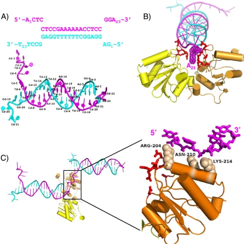 FIG. 1. The costructure of the SV40 T-Ag OBD bound to a forked DNA oligonucleotide. (A) The sequence of the forked DNA target usedin crystallization indicating duplex DNA and ssDNA regions