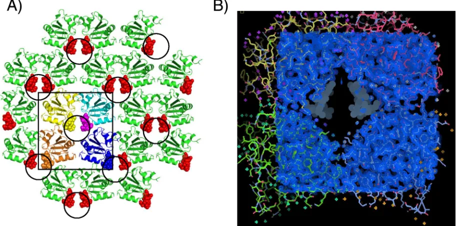 FIG. 2. The crystal structure of the SV40 T-Ag OBD grown in the presence of poly(dT)12map (blue) covering four T-Ag OBD molecules, shown in cyan, green, yellow, and red