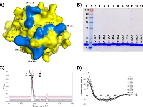 FIG. 3. Residues implicated in binding to ssDNA by either X-ray crystallography or NMR methods and therefore mutated to alanine