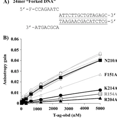 FIG. 4. Binding of T-Ag OBD proteins to poly(dT) DNA measuredby ﬂuorescence anisotropy