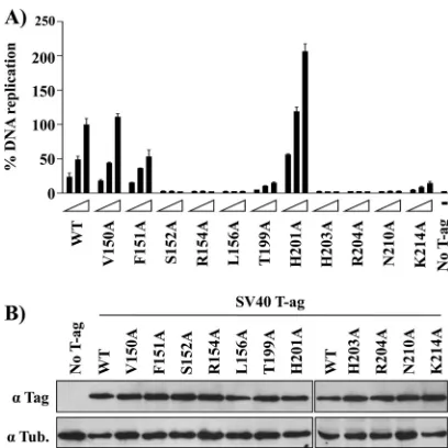 FIG. 7. Sequence alignment of several T-Ag OBDs. The programs Clustal W (27) and Jalview (50) were used to calculate and display thesequence alignment of several representative T-Ag OBDs