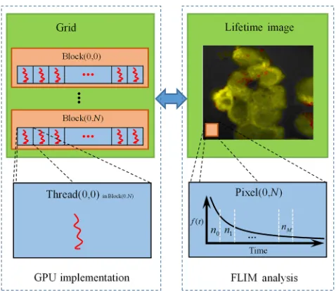 Fig. 3 Relationships among thread, block, and grid, and GPU imple-mentation of iterative algorithms for FLIM analysis.