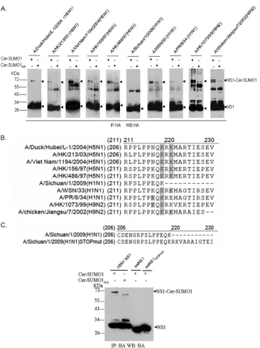 FIG. 8. Sumoylation of NS1 proteins from different subtypes and strains. (A) HEK293T cells were cotransfected with plasmids encoding