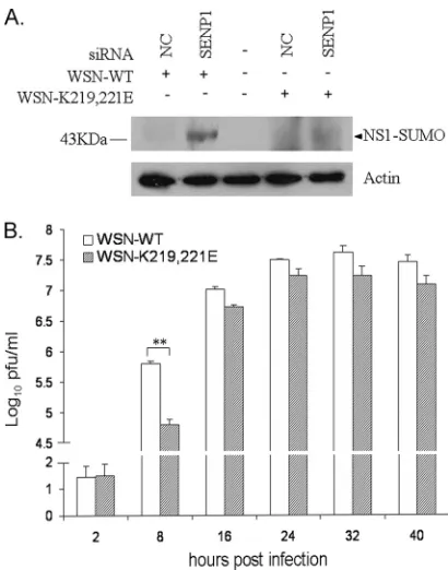 FIG. 9. Sumoylation of K219 and K221 of NS1 accelerates virusreplication. (A) A549 cells were transfected with the indicated siRNA