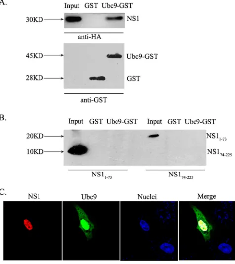 FIG. 1. A/Duck/Hubei/L-1/2004 (H5N1) NS1 is a new humanUbc9-interacting protein. (A) Yeast AH109 cells cotransformed with