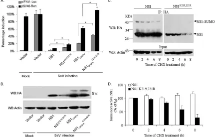 FIG. 7. Increased stability of wild-type NS1 (from A/Duck/Hubei/L-1/2004 [H5N1]) compared to the sumoylation-deﬁcient NS1K219,221Rmutant
