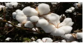 Fig 1.1 cotton flower 