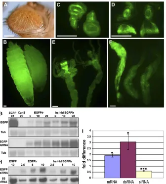Figure 3 Cell death-related inhibition of RNAi5S rRNA (H) were probed, respectively, as inputcontrols