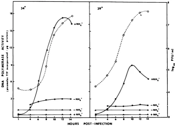 FIG. 3.sayedafterassayedity.timeinfected Effect of temperature of assay on DP activ- Mock-infected and infected cells were harvested 10 h of incubation at 34 C