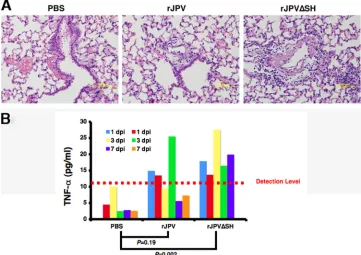 FIG. 7. Infection of animals with rJPV and rJPV�and rJPVlesions for each group. (B) Concentrations of serum TNF-infected with PBS or 10SH