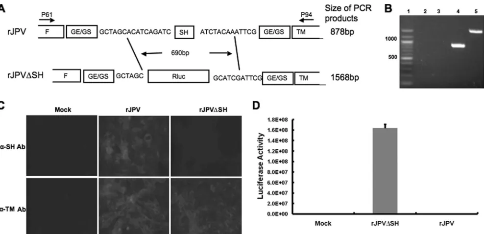 FIG. 2. Recovery of rJPV�indicated. Lanes 2 and 3, RNA from virus-infected cells with reverse transcriptase omitted from RT-PCR