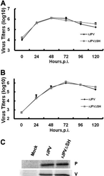 FIG. 3. Comparison of rJPV and rJPV�harvested at 24-h intervals. The titers of the viruses were deter-mined by plaque assay on Vero cells