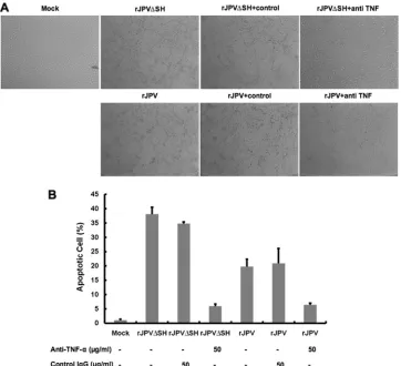 FIG. 5. Anti-TNF-�TNF-antibody (50TNF-(50 inhibited rJPV- and rJPV�SH-induced apoptosis