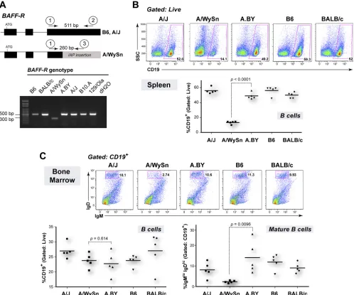 FIG. 1. Functional BAFF-R in A.BY and BALB/c mice. (A) BAFF-R genotyping. Primers anchored to BAFF-R exon 3 that are identical(primer 1) and distinct (primers 2 and 3) between A/J and A/WySn mice were designed for multiplex PCR