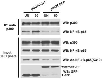 FIG. 8. ORFV002 interferes with association of p300 and NF-�p65. OFTu cells were cotransfected with plasmids pT7-NF-pHA-p300, and either pEGFP-N1 (GFP; control) or p002EGFP(ORFV002-GFP), treated with TNF-min post-TNF-were immunoprecipitated with anti-p300 