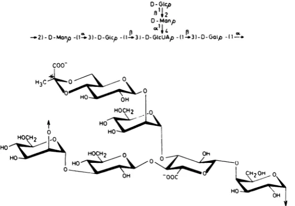 FIG. 5.rotationalresiduethomonas Structure of the E. coli serotype 29 capsular polysaccharide (phage 29 receptor) repeating unit