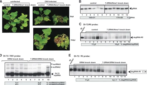 FIG. 9. Role of RNase MRP in TBSV RNA degradation and RNA recombination in plants. (A) (Left) Phenotype of 7-2 RNA/NME1knockdown N