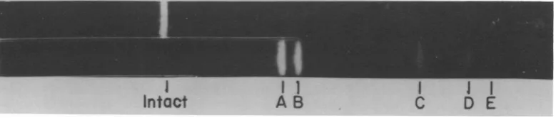 FIG.1.producedelectrophoretic A complete endo R*HindII + III digest of unit length linear duplex AAV DNA