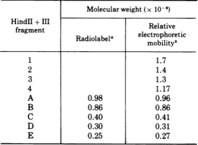 FIG. 2.gelcorrespondingdigest. A partial digestion of unit-length linear duplex AA V DNA was achieved by decreasing the time of Fragments were separated in a 1.4% agarose gel