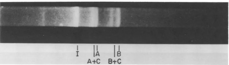 FIG. 3.producedelectrophoreticdigest A complete endo R-Eco R, digest of unit-length linear duplex AA V DNA