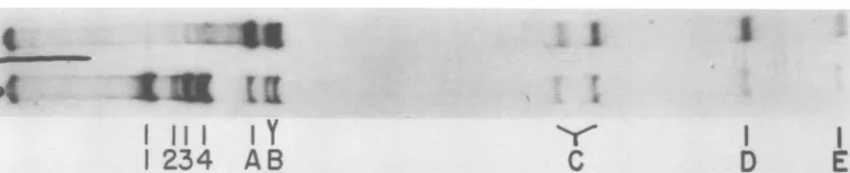 FIG. 8.endothroughcontaining An endo R HindII + III digest of unit length linear duplex AAVDNA molecules was electrophoresed a 4% polyacrylamide slab gel
