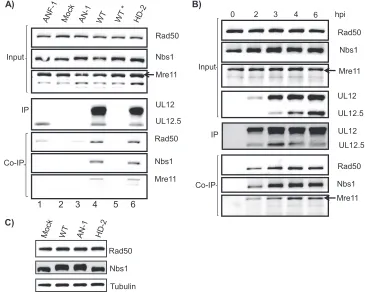 FIG. 2. UL12 interacts with components of the cellular MRN complex in HSV-1-infected cell lysates
