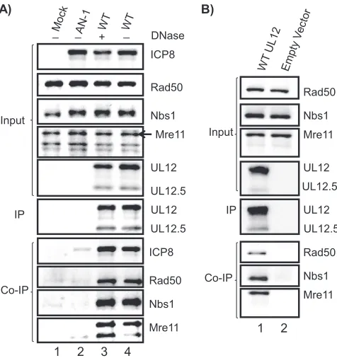 FIG. 4. UL12 directly binds to the MRN complex. SPR sensor-grams of the UL12 interaction with the MRN complex at increasing