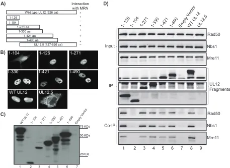 FIG. 5. UL12 interacts with components of the MRN complex through the N-terminal region of UL12
