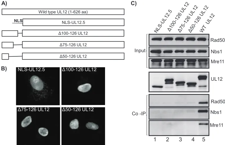 FIG. 6. The N-terminal 50 amino acids of UL12 are not required for the UL12-MRN interaction
