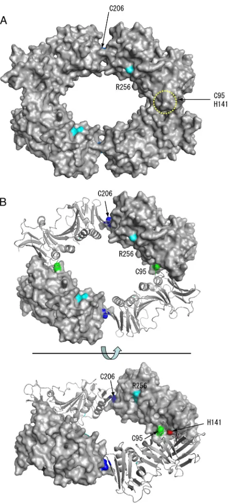 FIG. 1. Mutated amino acid residues of EBV BMRF1 (amino acids[aa] 1 to 314). (A) The ring-shaped crystal structure of a tetramer of