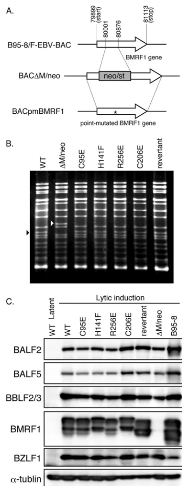 FIG. 2. Recombinant EBV BAC genome structures. (A) Schematicarrangement of the recombination of the EBV genome using neomy-