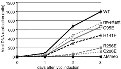 FIG. 3. Viral DNA synthesis in cells harboring BMRF1-mutatedrecombinant viruses after induction of lytic replication