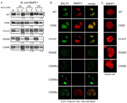 FIG. 6. Nuclear retention of BMRF1 proteins and formation of replication compartments