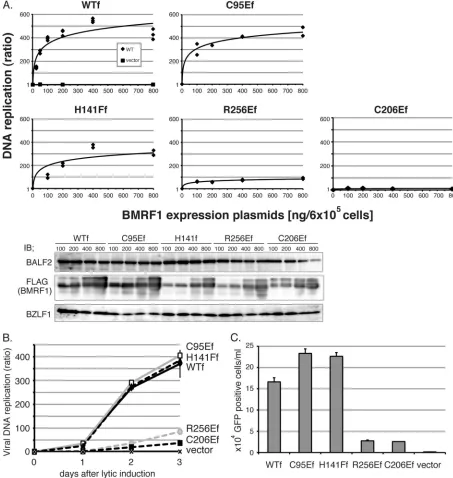 FIG. 7.(C) Production of infectious progeny viruses. A 400-ng aliquot of the indicated FLAG-tagged BMRF1 expression vector was cotransfected with200 ng of BZLF1 and BALF4 expression vectors into HEK293 cells carrying BAC�M/neo (6 � 105 cells), and viruses 