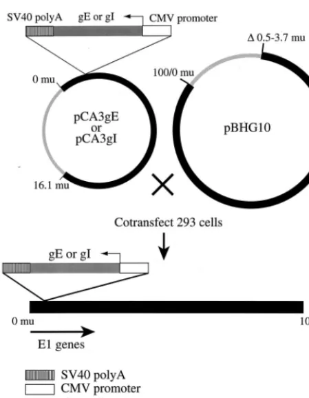 FIG. 2. Expression of gE and gI by recombinant Ad vectors. (A) HumanHEC-1A epithelial cells were left uninfected (mock) or were infected with 400