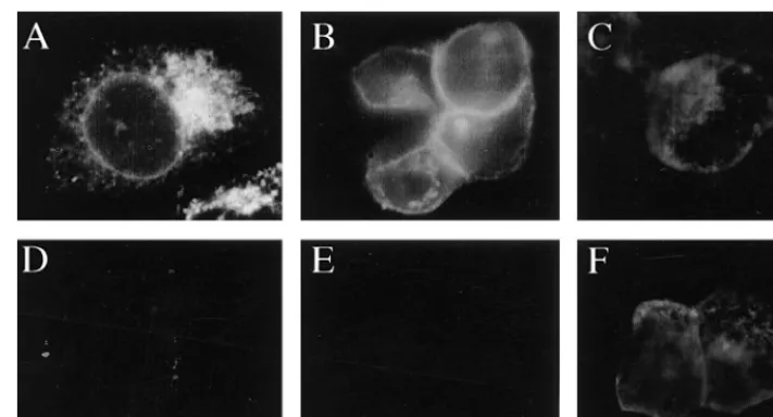 FIG. 3. gE requires gI to reach the surface of epithelial cells. HEC-1A cells were infected with either Ad(E1�E), or Ad(E1and then incubated with MAb 3114, speciﬁc for gE (A, B, D, and E), or MAb DL-6, speciﬁc for gD (C and F)