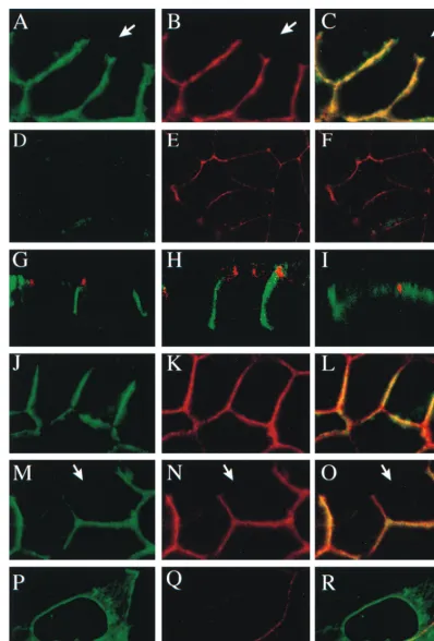 FIG. 4. Subcellular (confocal) localization of gE, gI, and gD in polarized epithelial cells