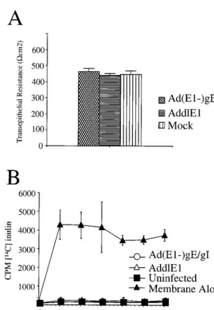 FIG. 6. Expression of gE-gI does not disrupt the functional integrity of tightjunctions