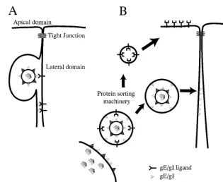 FIG. 7. Models for how gE-gI facilitates epithelial cell-to-cell spread. (A) gE-gI (triangles) accumulates at junctions formed between an infected cell (left) and anuninfected cell (right) by virtue of interactions with cellular ligands which are expressed